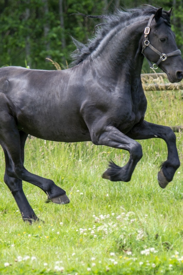 Черный большой конь скачет по зеленой траве