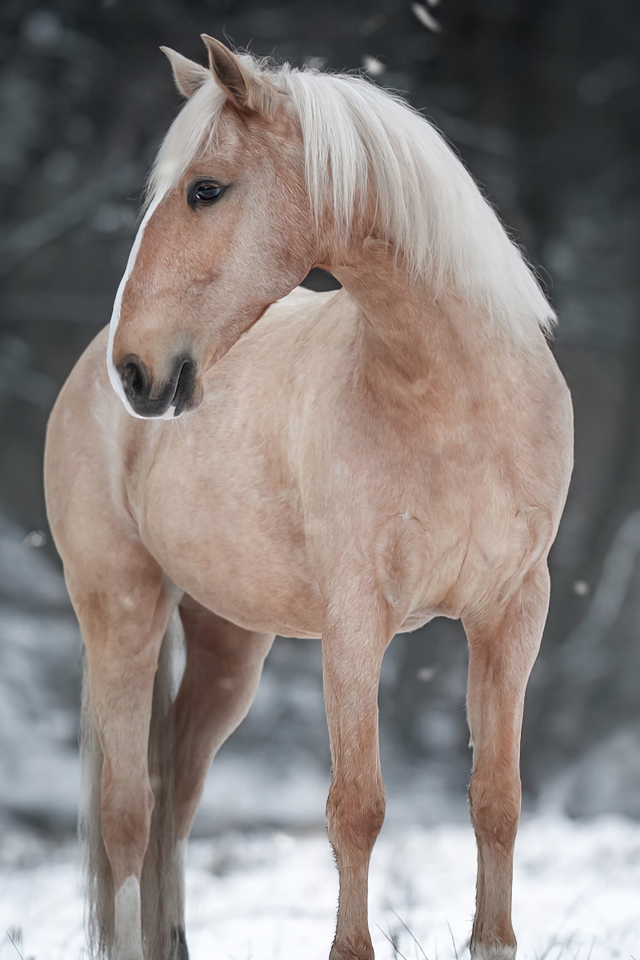 Коричневая лошадь стоит на снегу в лесу