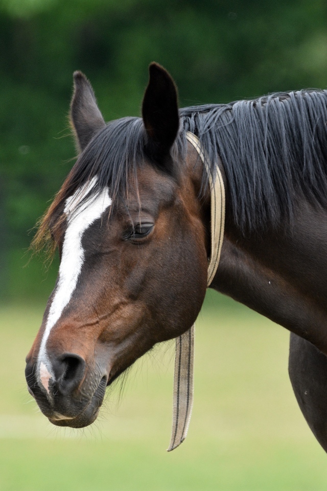 Большой красивый коричневый конь 