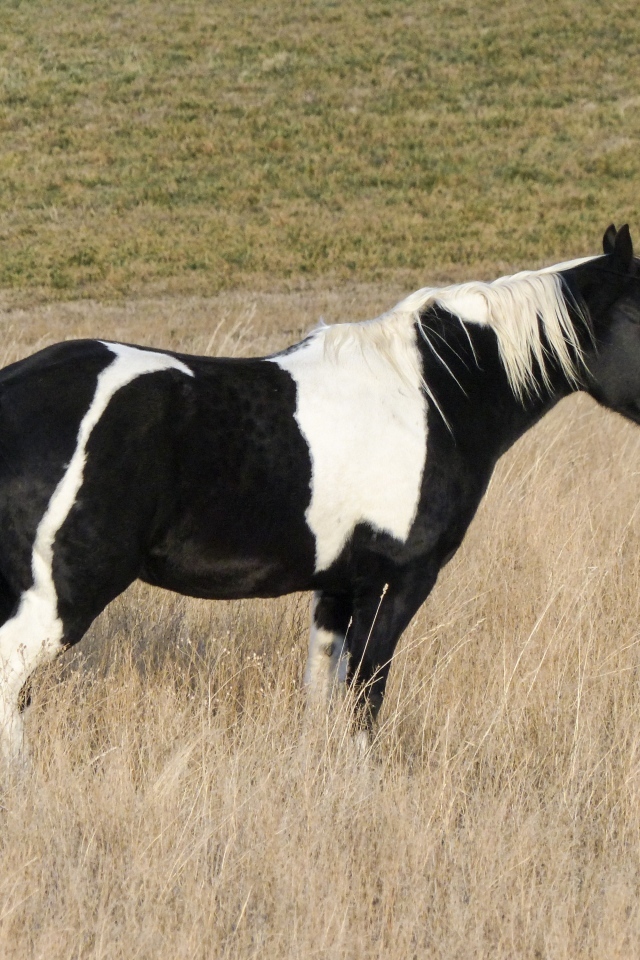 Черно-белая лошадь пасется на сухой траве