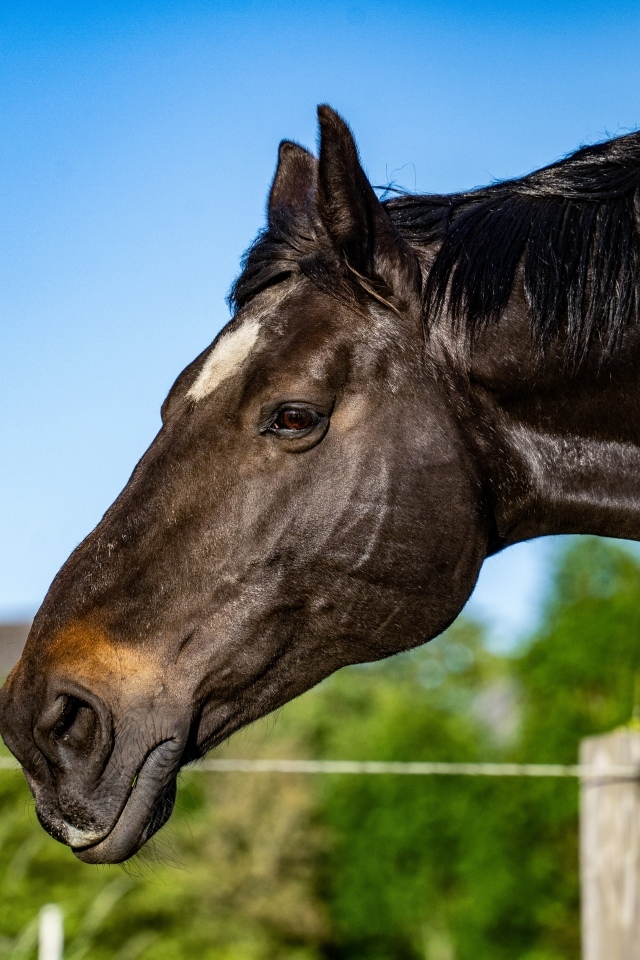 Голова черного коня крупным планом