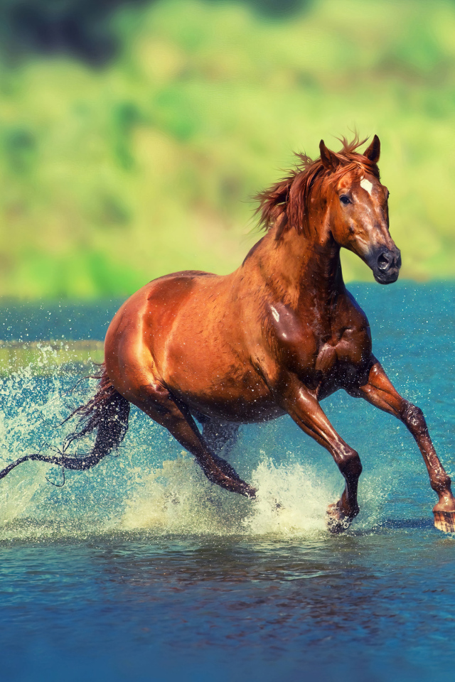 Коричневая лошадь скачет по воде озера