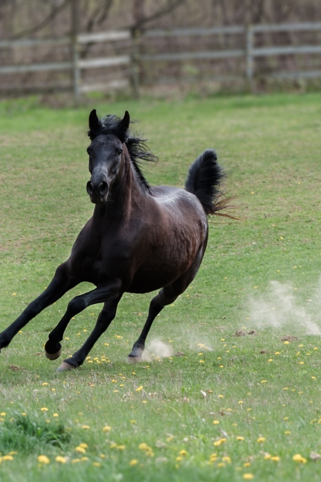 Галоп большого черного коня по зеленой траве