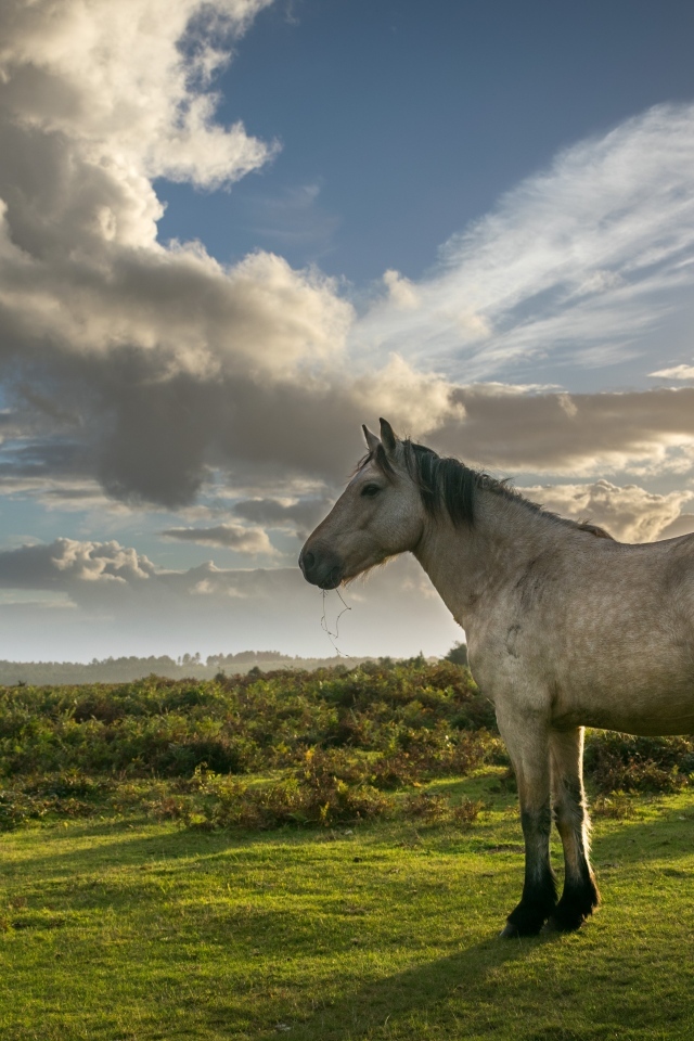 Лошадь на пастбище под красивым небом