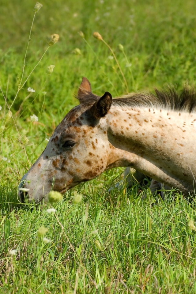 Маленькая пятнистая лошадь лежит на траве