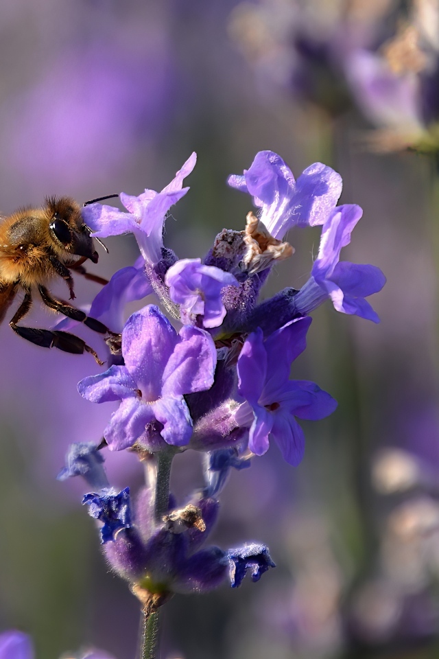 Пчела кружит у цветка лаванды