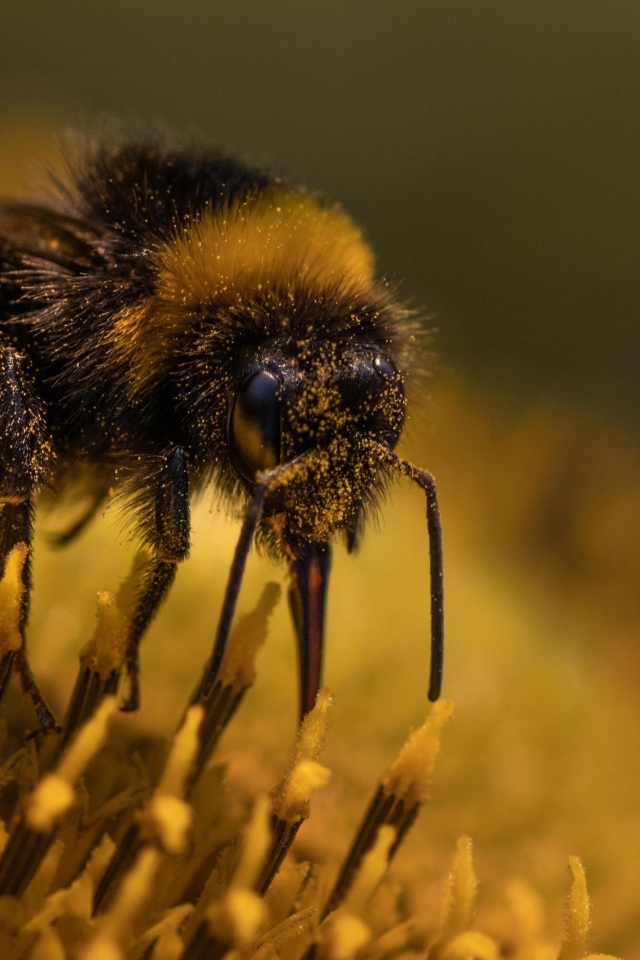 Пчела собирает пыльцу с цветка подсолнуха