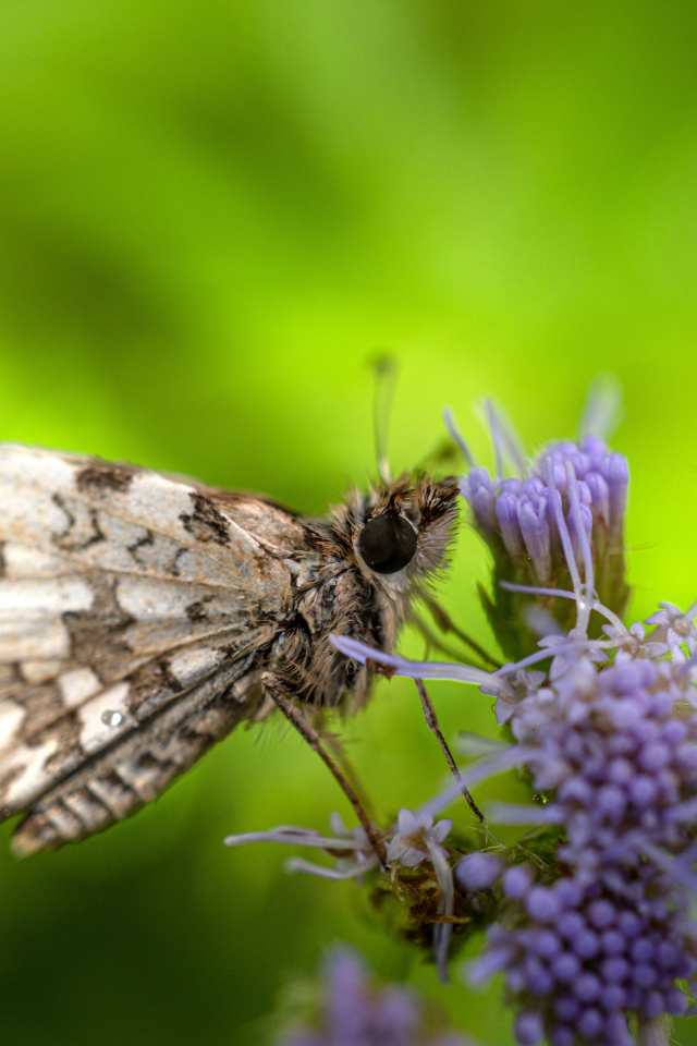 Коричневая бабочка сидит на фиолетовом полевом цветке