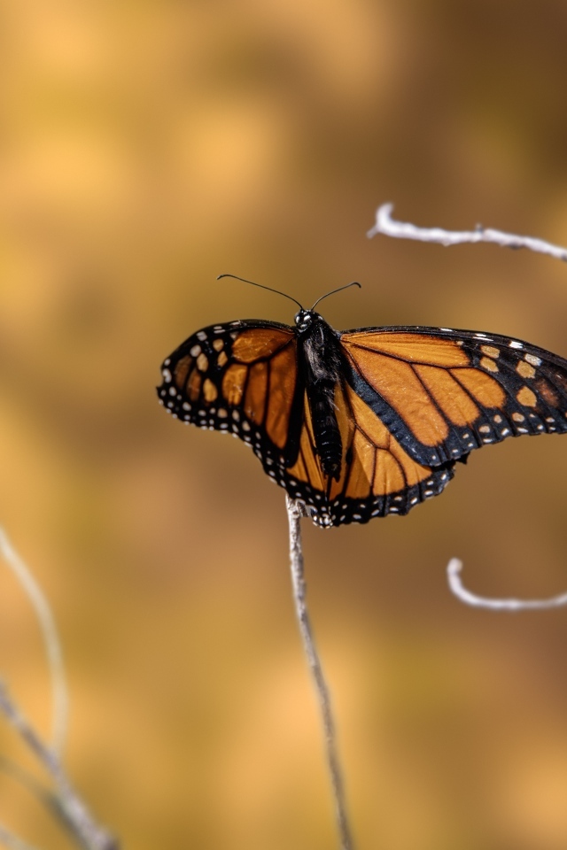 Коричневая бабочка сидит на тонкой ветке