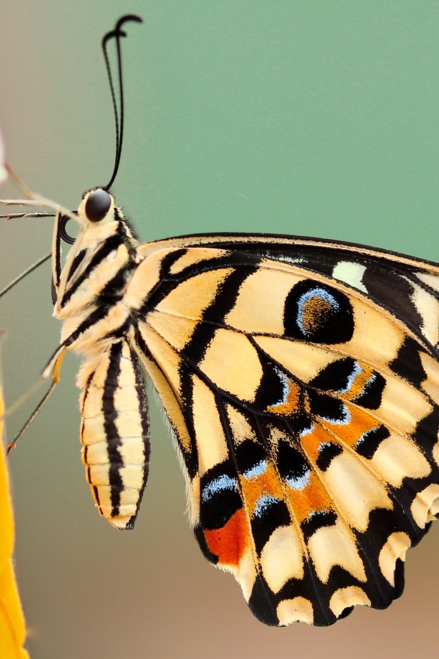 Большая красивая бабочка сидит на желтом цветке