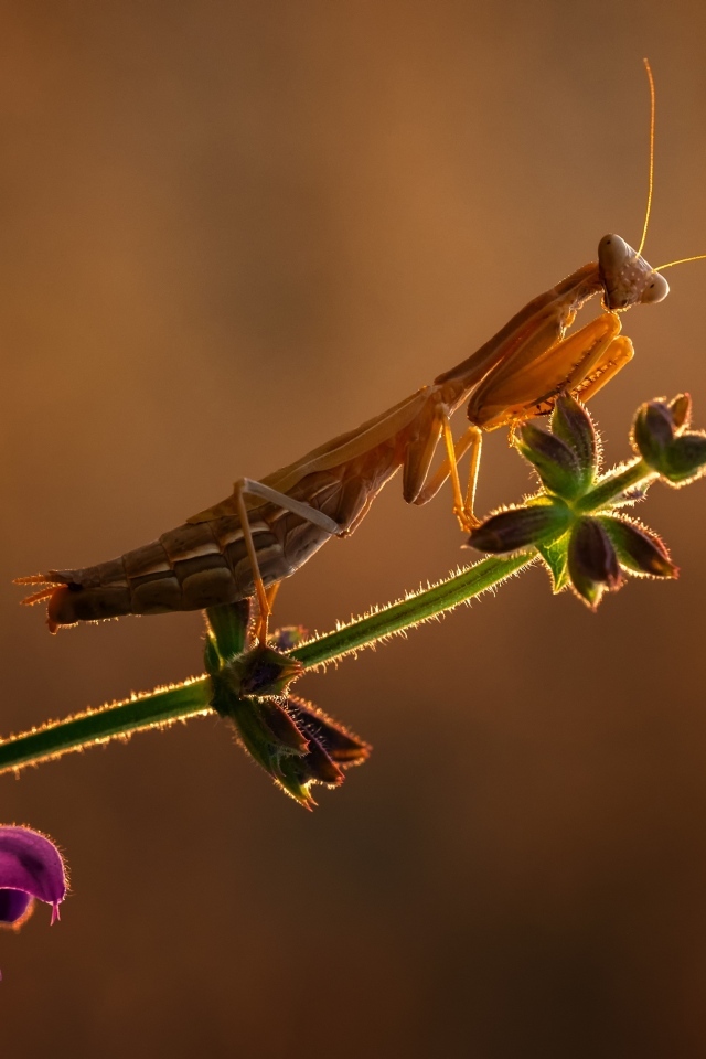 Большой богомол сидит на растении в лучах солнца