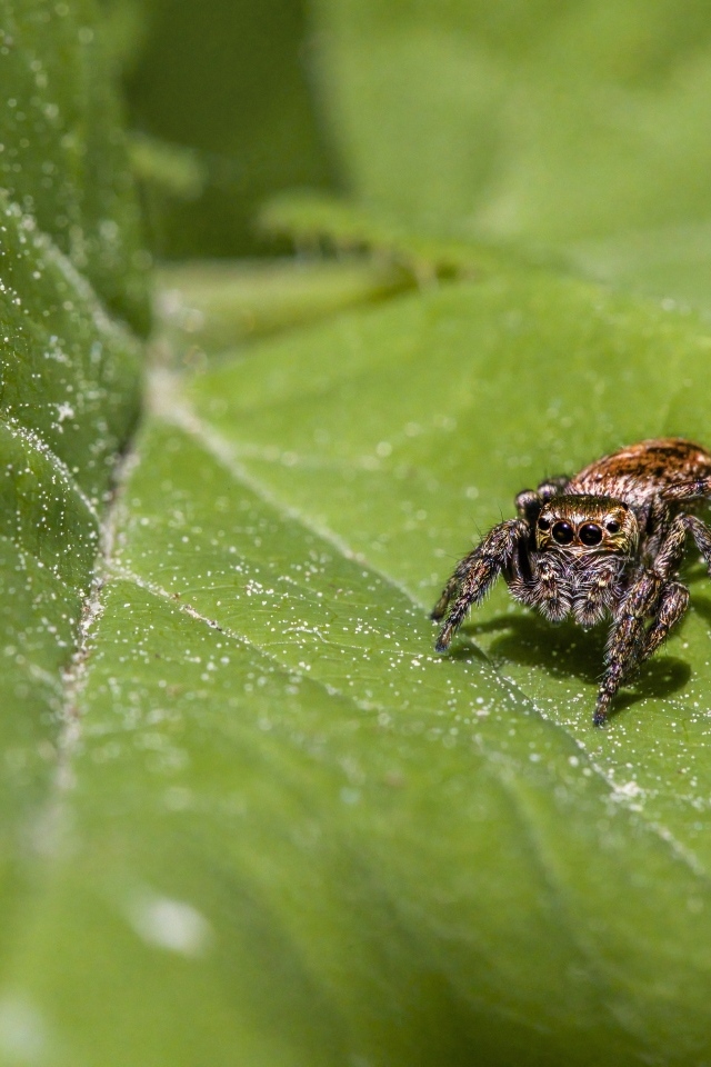 Большой паук охотится на зеленом листке