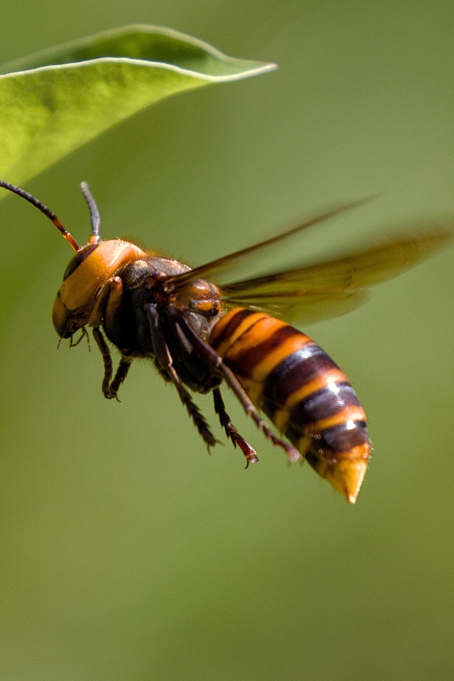 Большая оса летает у зеленых листьев 