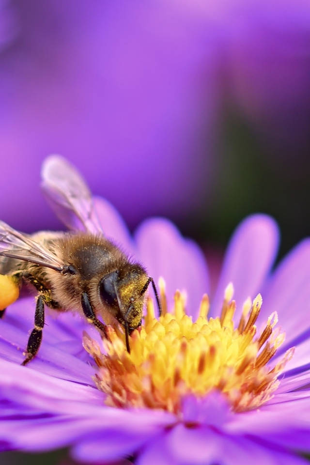Маленькая пчела собирает пыльцу с цветка сентябринки