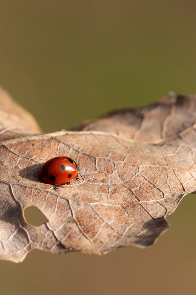 Красная божья коровка сидит на сухом листке