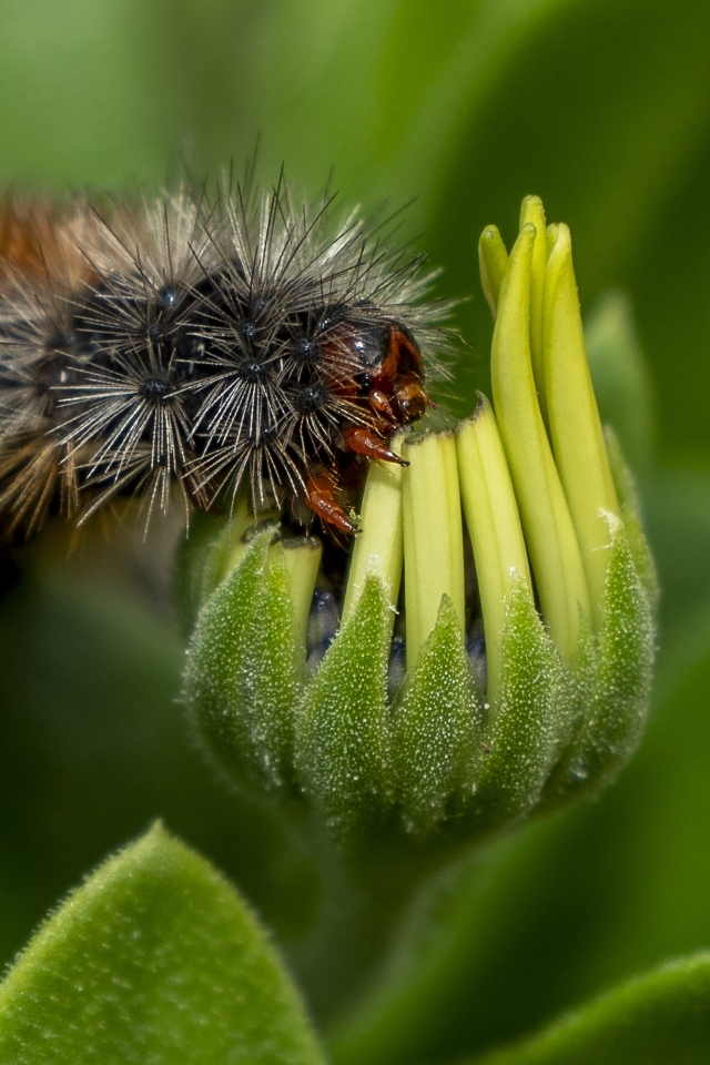 Лохматая гусеница сидит на цветке