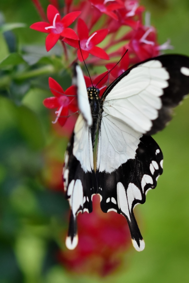 Красивая бабочка сидит на красном цветке