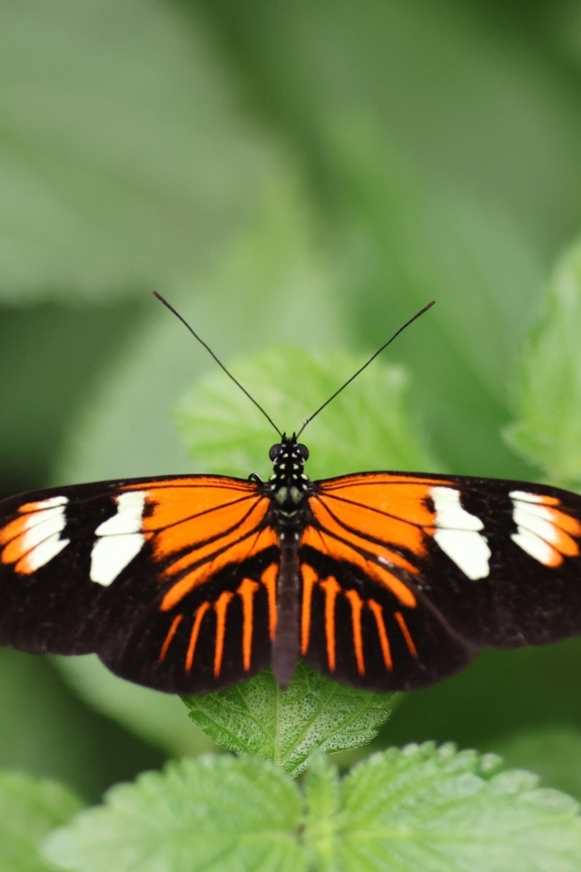 Красивая бабочка расправила крылья на зеленом листке