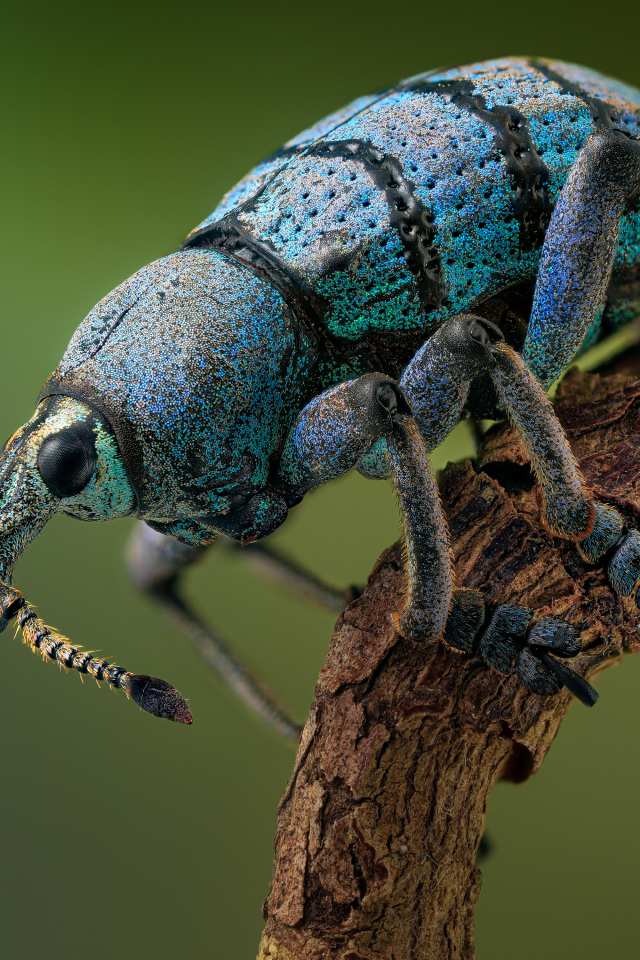 Красивый жук долгоносик на ветке