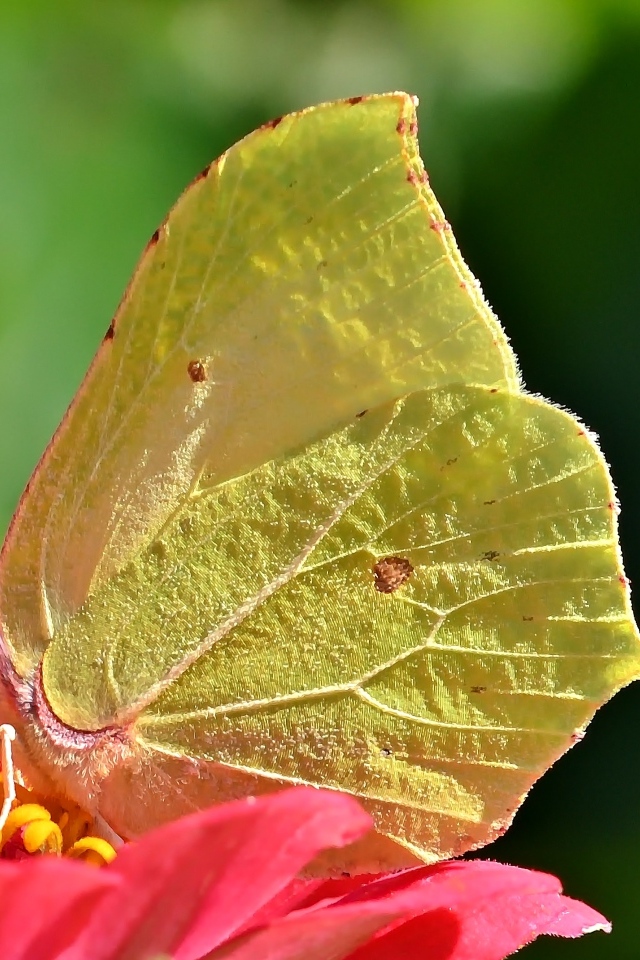Красивая желтая бабочка сидит на цветке циннии 
