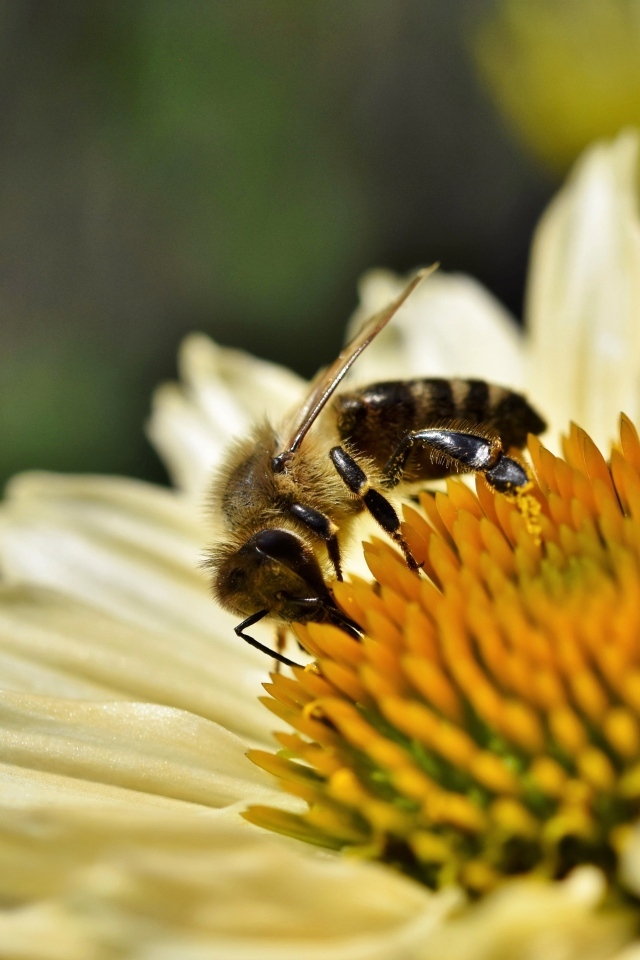 Пчела сидит на белом цветке