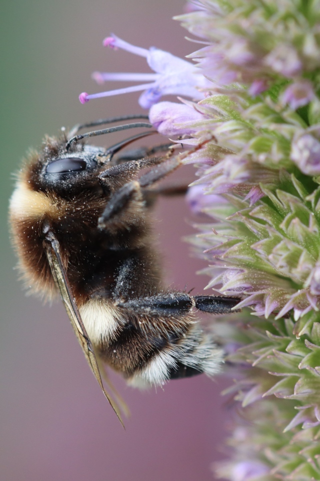 Пчела сидит на фиолетовом цветке 