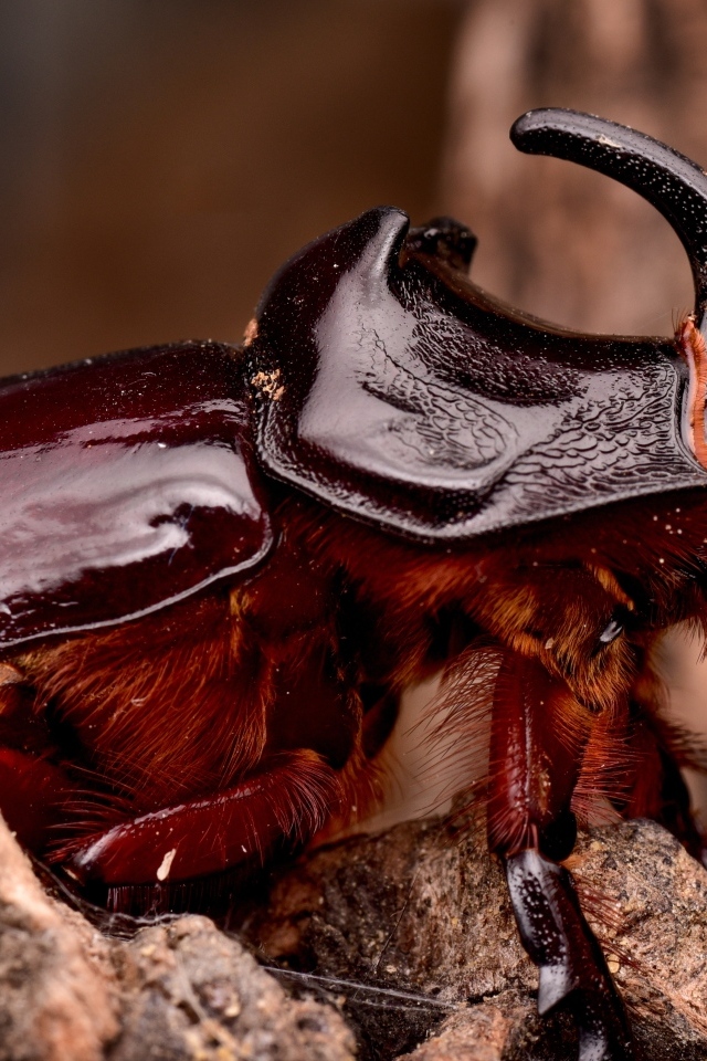 Большой коричневый жук носорог 