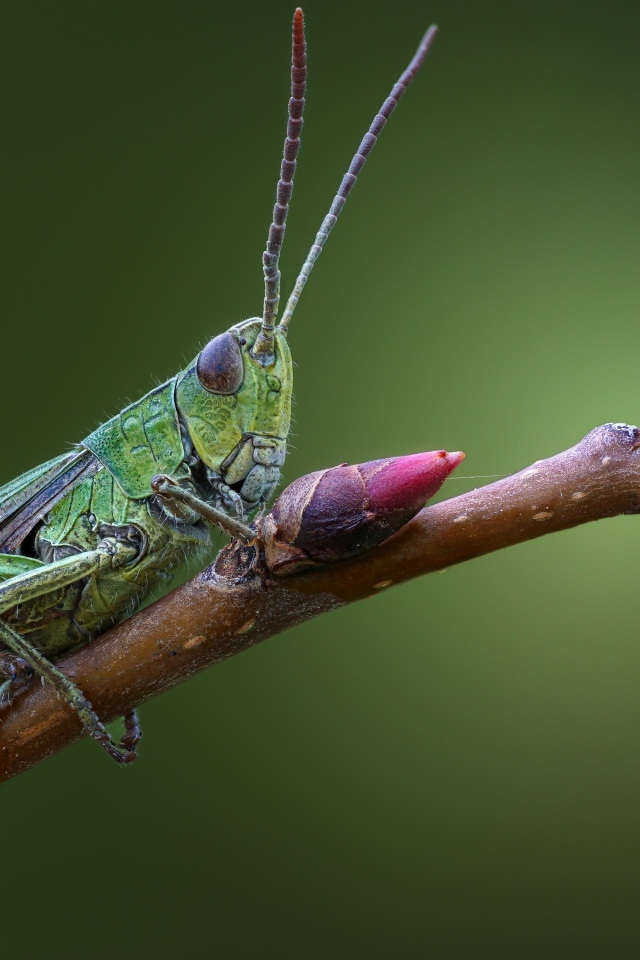 Большой зеленый кузнечик сидит на ветке 