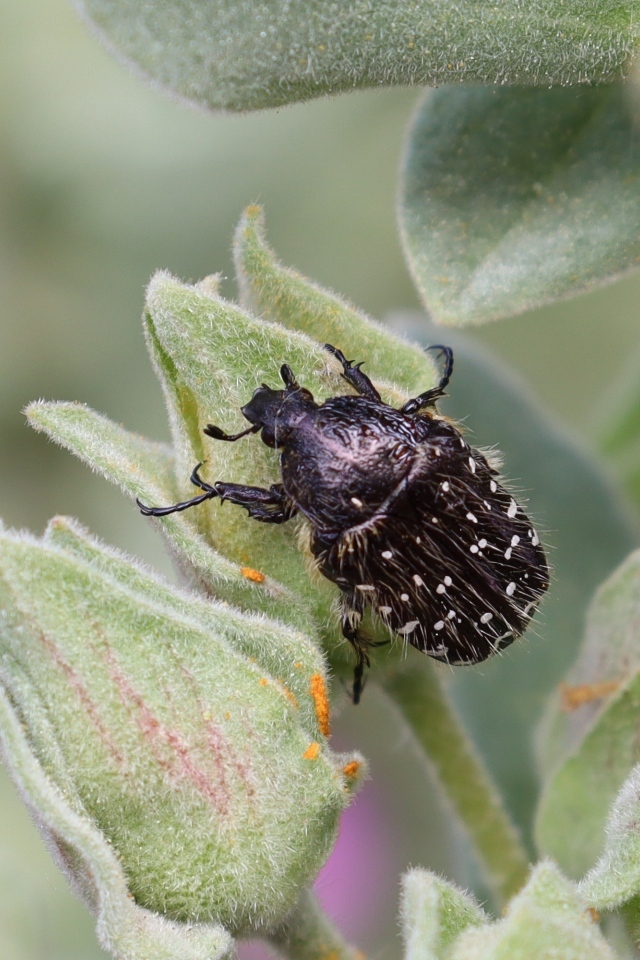 Черный жук сидит на зеленом растении