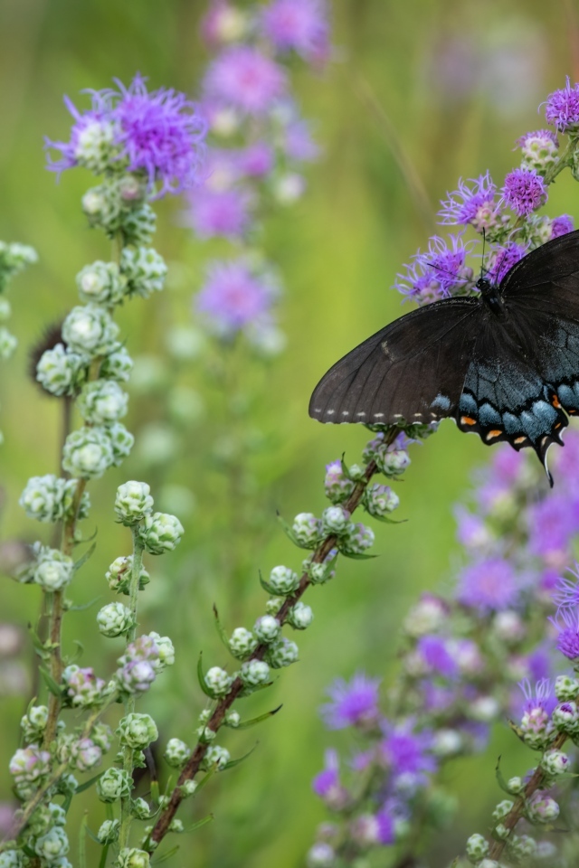 Черная бабочка сидит на фиолетовом цветке
