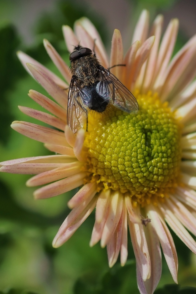 Черная муха сидит на цветке астры