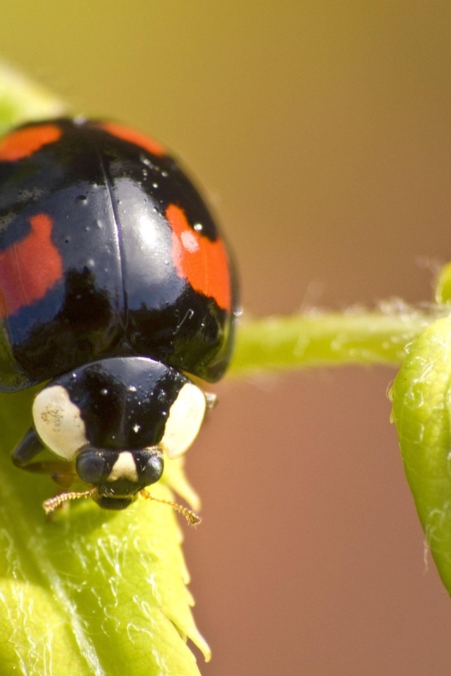 Черная божья коровка с красными пятнами