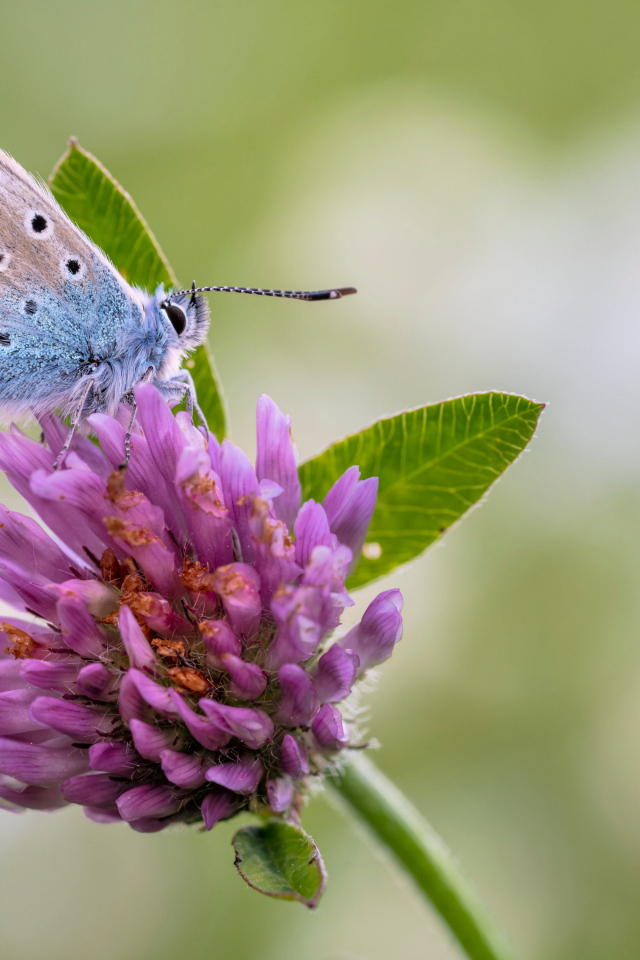 Голубая бабочка на розовом цветке клевера