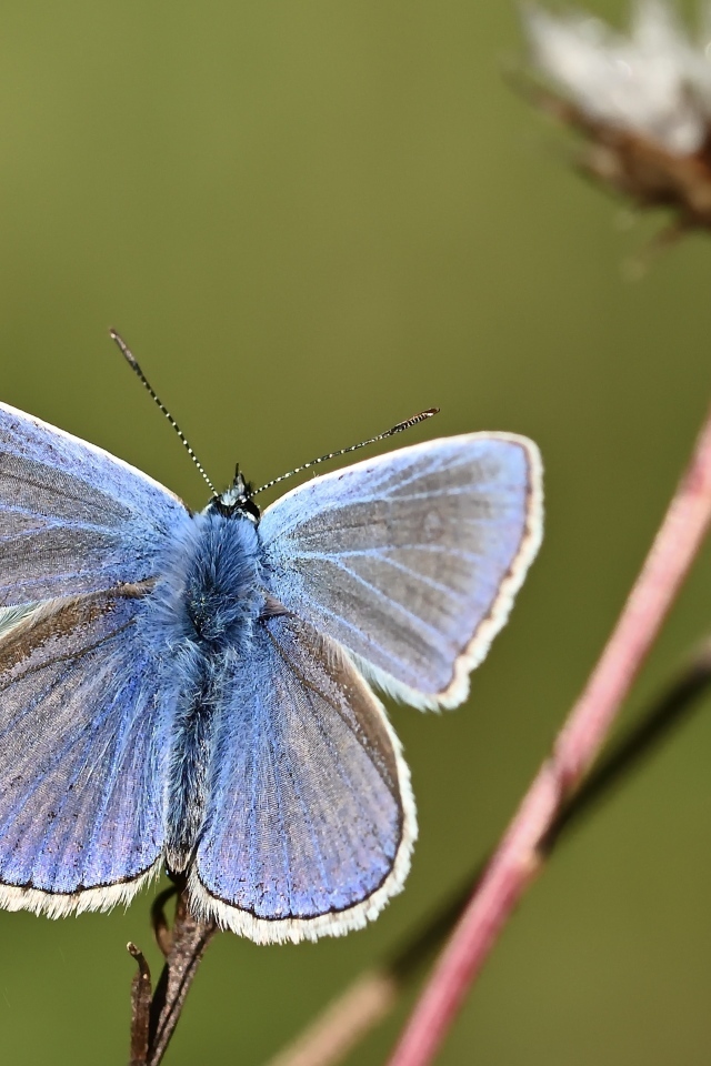 Голубая бабочка сидит на сухой траве