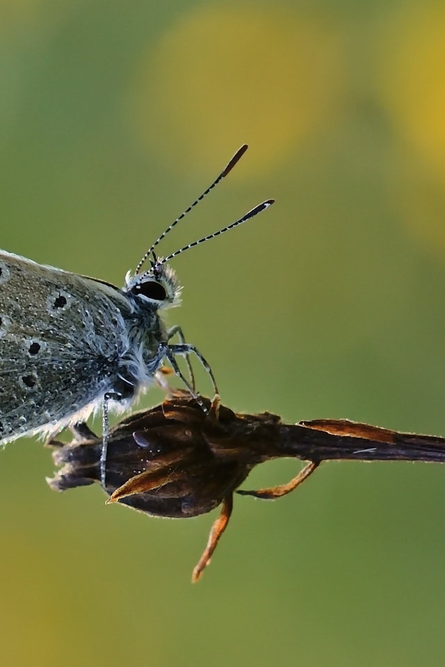 Голубая маленькая бабочка сидит на растении 