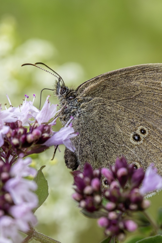 Коричневая бабочка сидит на сиреневом цветке