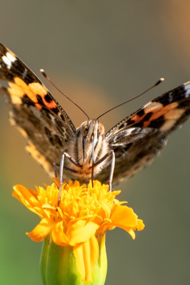 Коричневая бабочка сидит на цветке бархатца