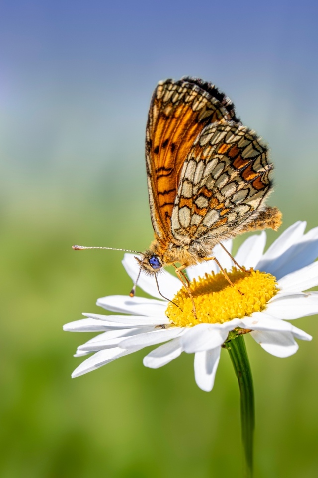 Коричневая бабочка сидит на белом цветке ромашки