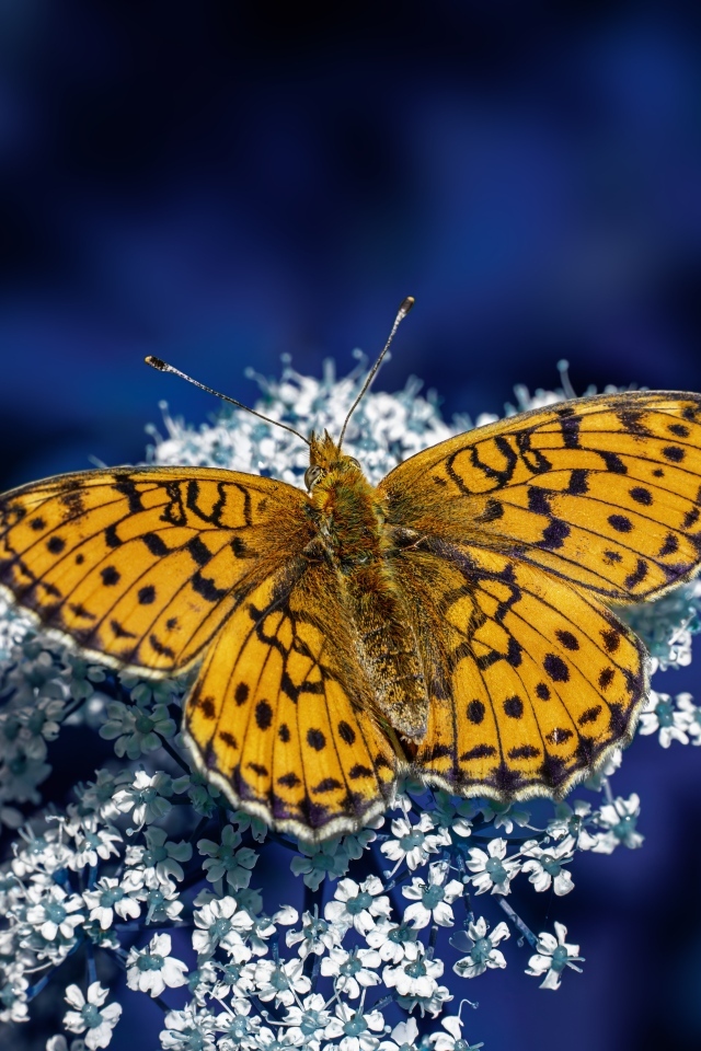 Коричневая бабочка сидит на белом цветке