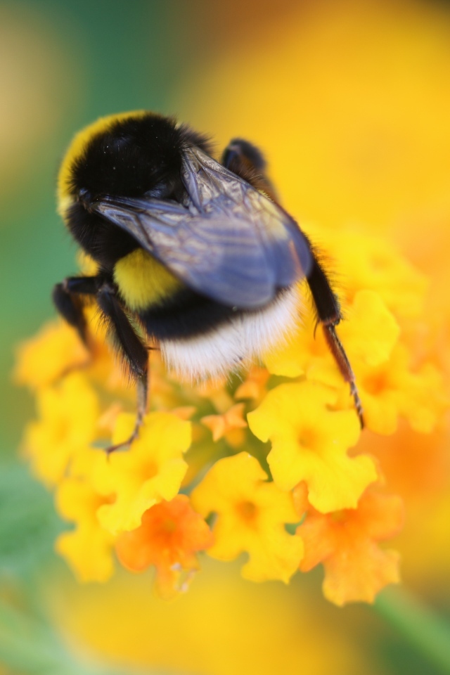 Шмель сидит на оранжевом цветке