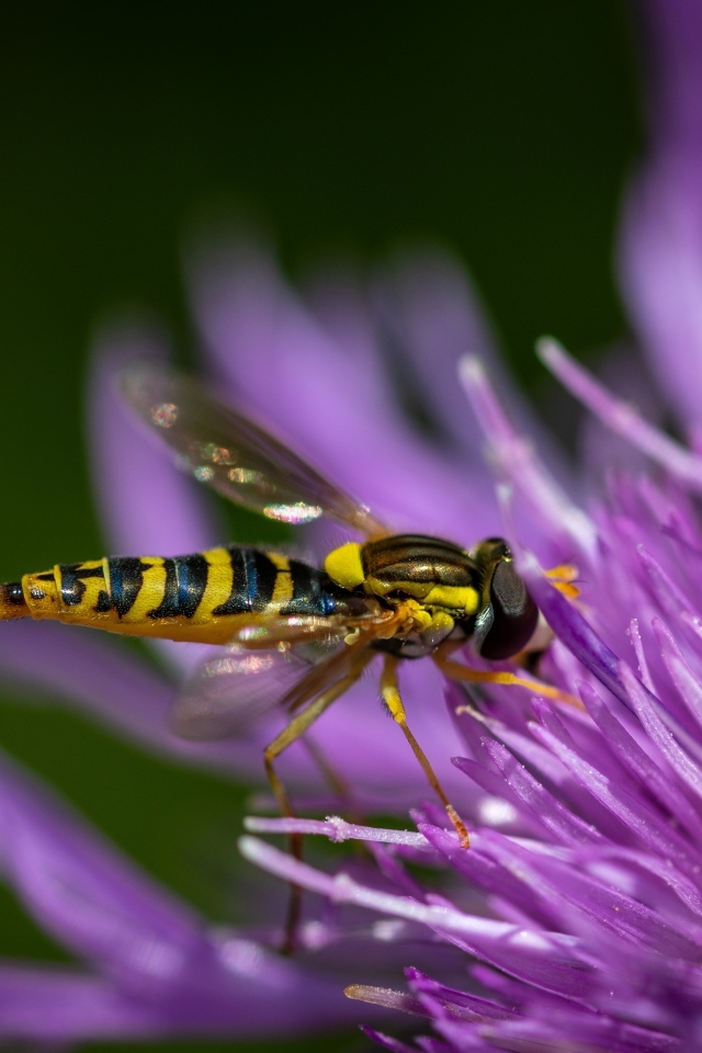 Муха жужжалка на розовом цветке