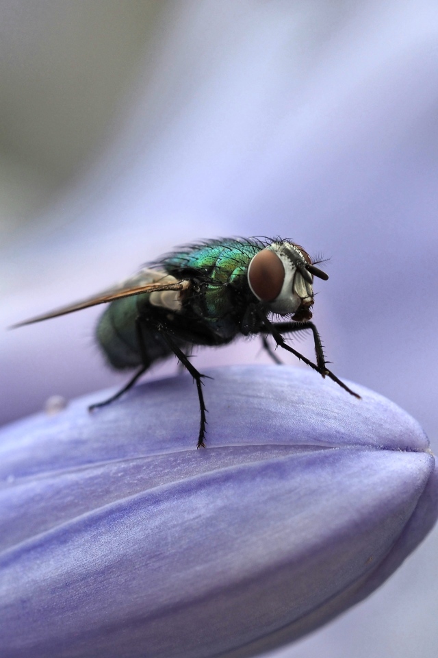 Зеленая муха сидит на синем цветке