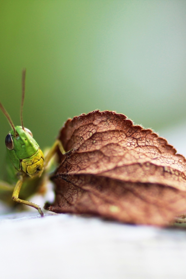 Зеленый кузнечик с листом