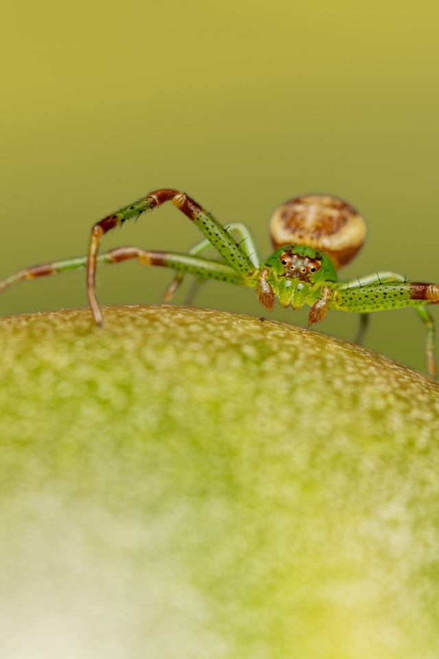 Зеленый паук сидит на фрукте