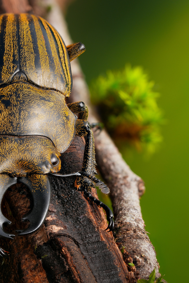 Рогатый жук сидит на ветке дерева 