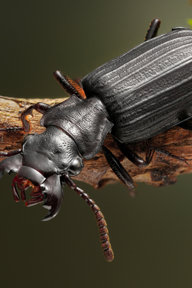 Большой черный жук сидит на ветке крупным планом