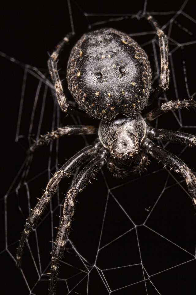 Большой черный паук на паутине крупным планом
