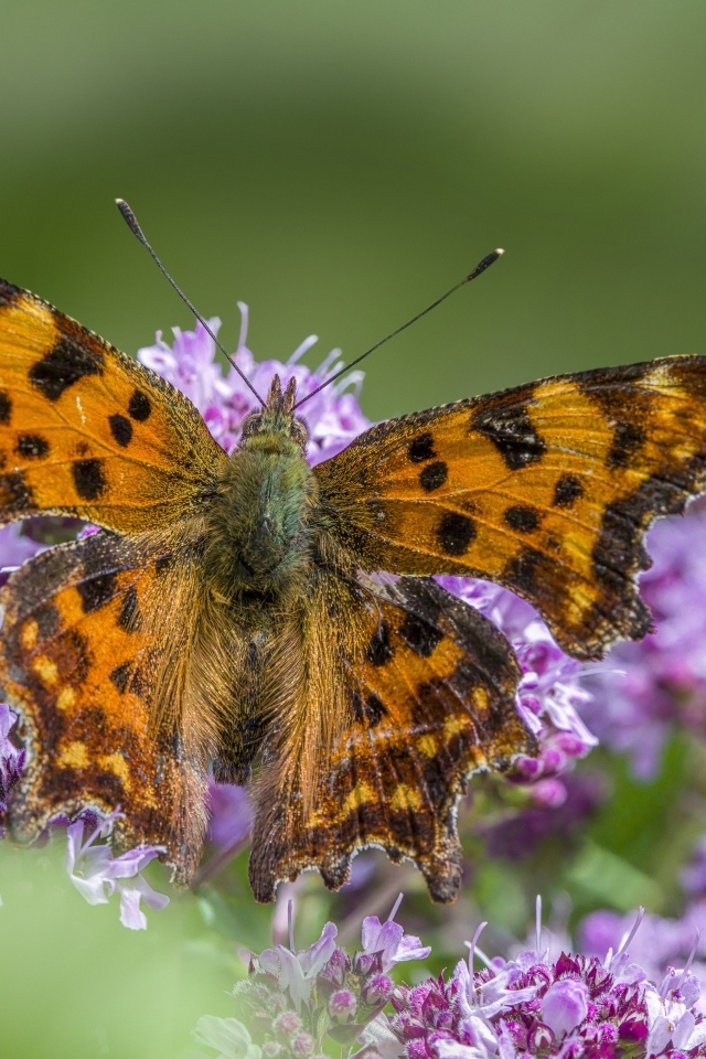 Большая коричневая бабочка на розовом цветке