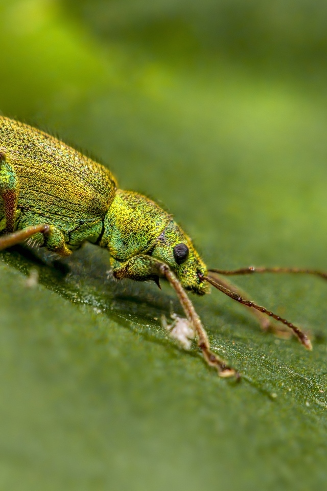Большой зеленый жук на листке крупным планом