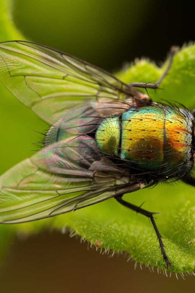 Большая зеленая муха на листке крупным планом
